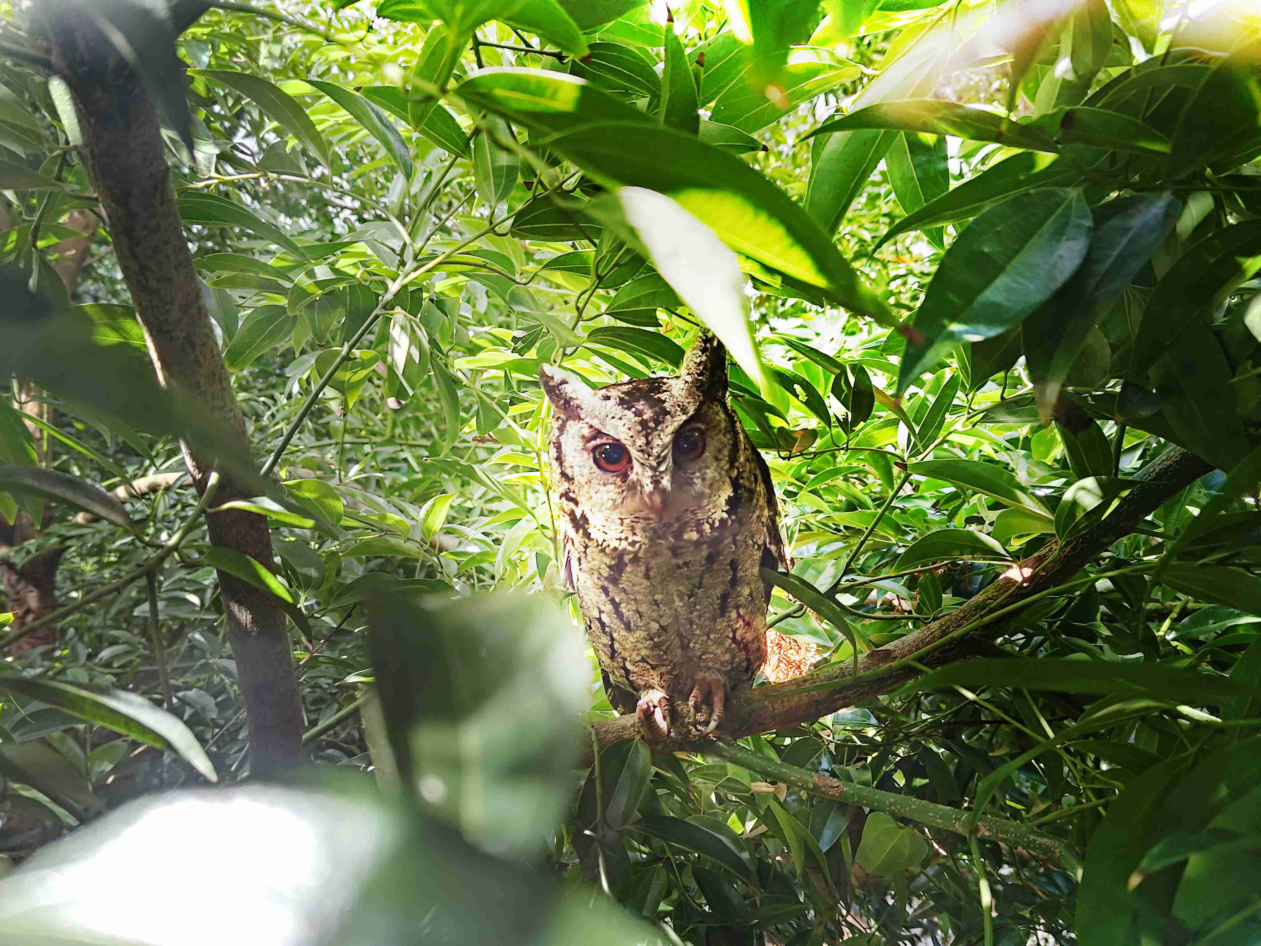 红龙扑克致力提倡净零绿生活，，，，16年以来在全球各厂区植树逾百万棵，，，，造就各厂区树木蔚然成林，，，犹如森林工厂，，，成为许多生物的栖息地